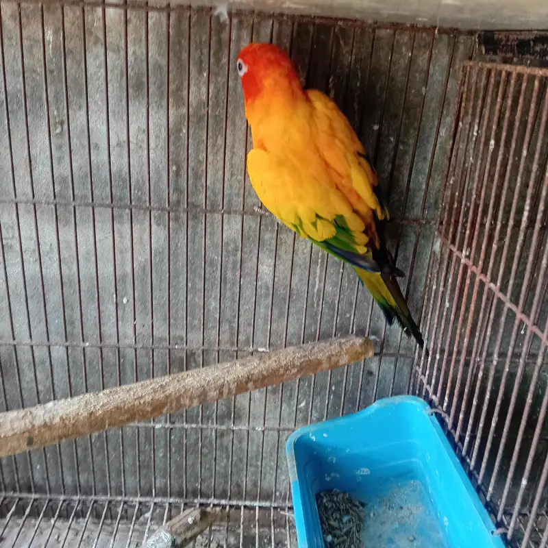 sun conure bridar fimal with Dna astrlin parrot love birds  finch — photo 4
