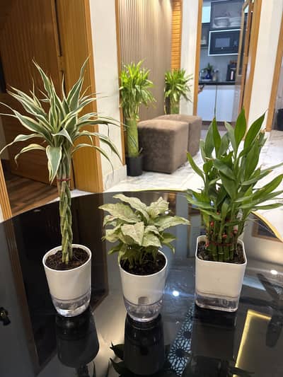  3 Beautiful Indoor Plants with Self Watering Pots – Deal Rs 9500