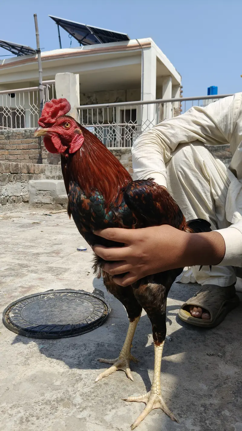 Aseel with hen — photo 2