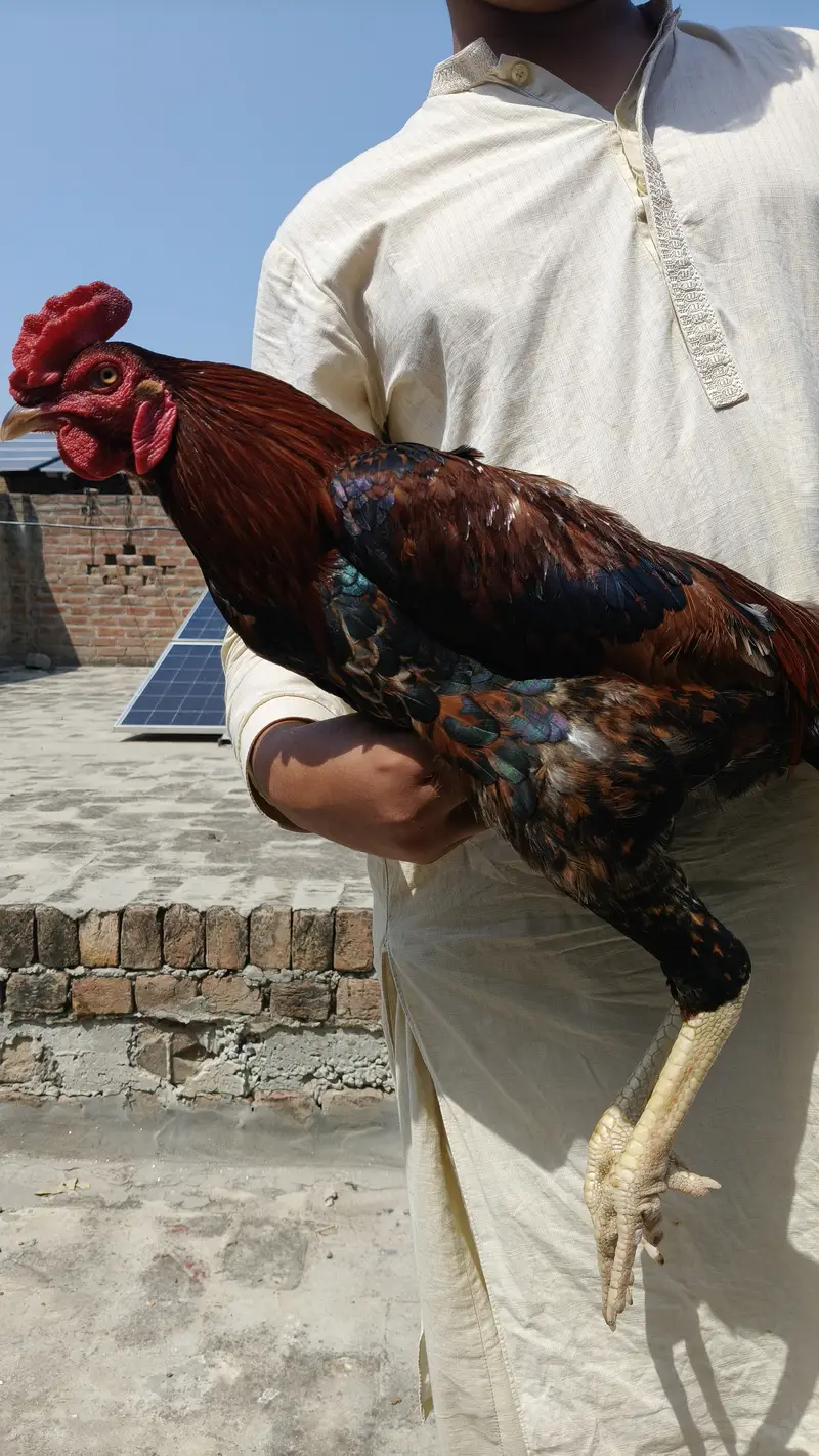 Aseel with hen — photo 3