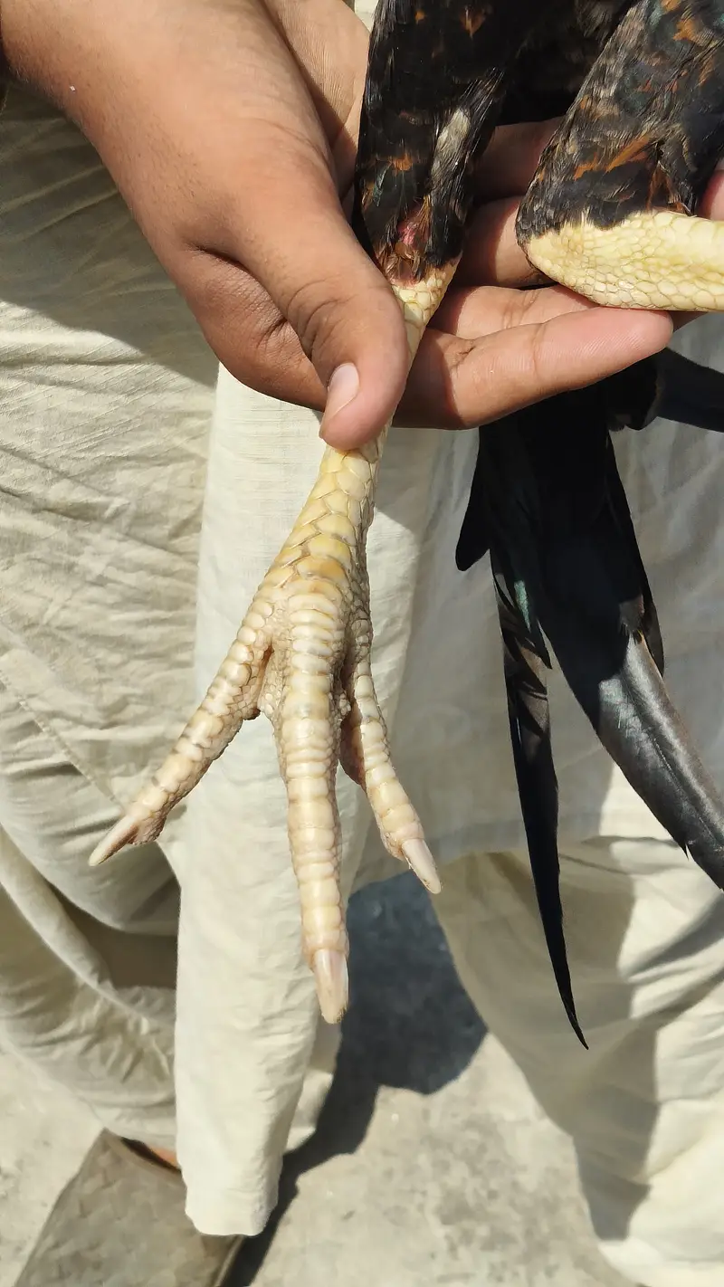 Aseel with hen — photo 4