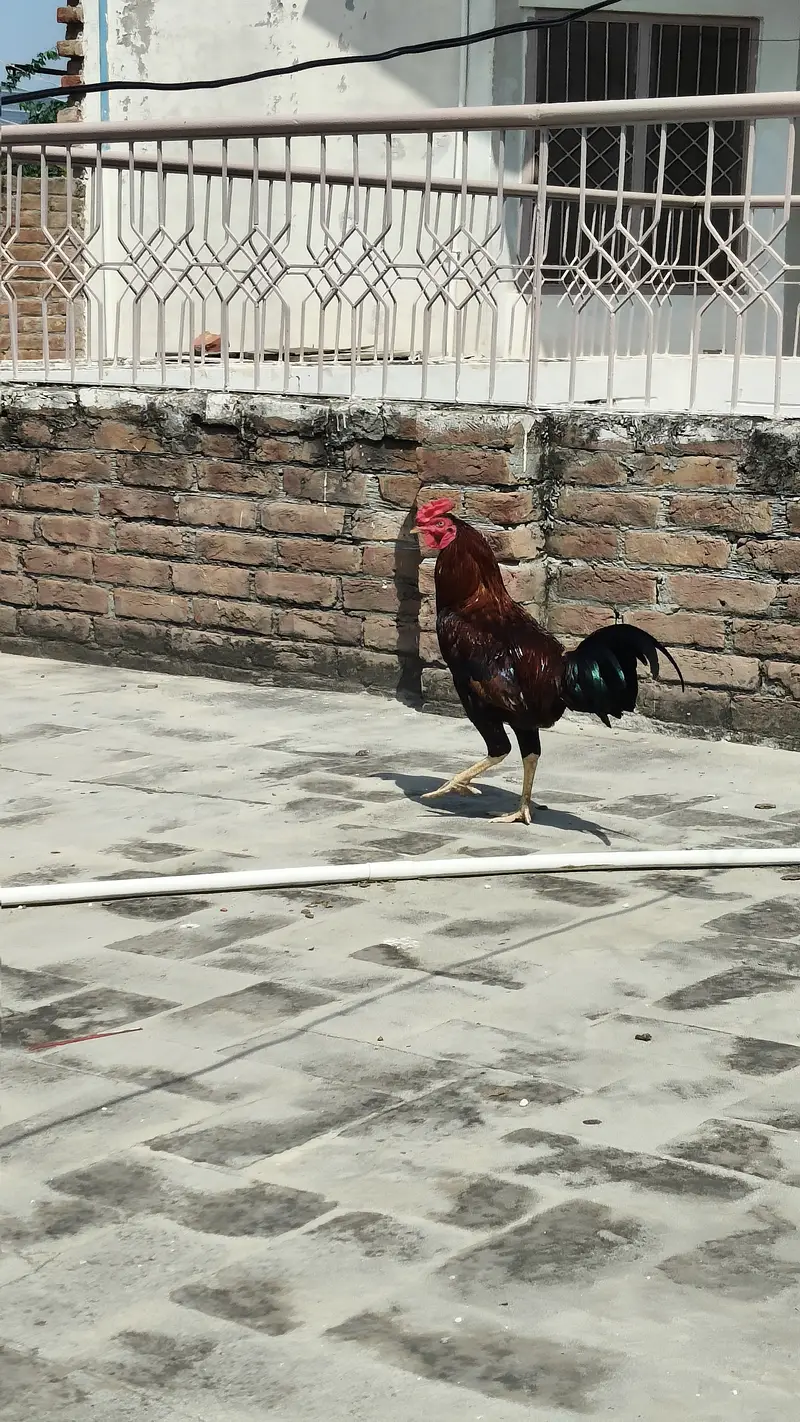 Aseel with hen — photo 5
