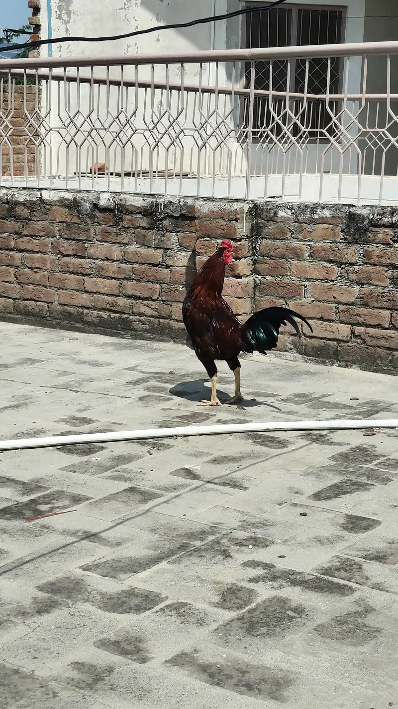 Aseel with hen — photo 6