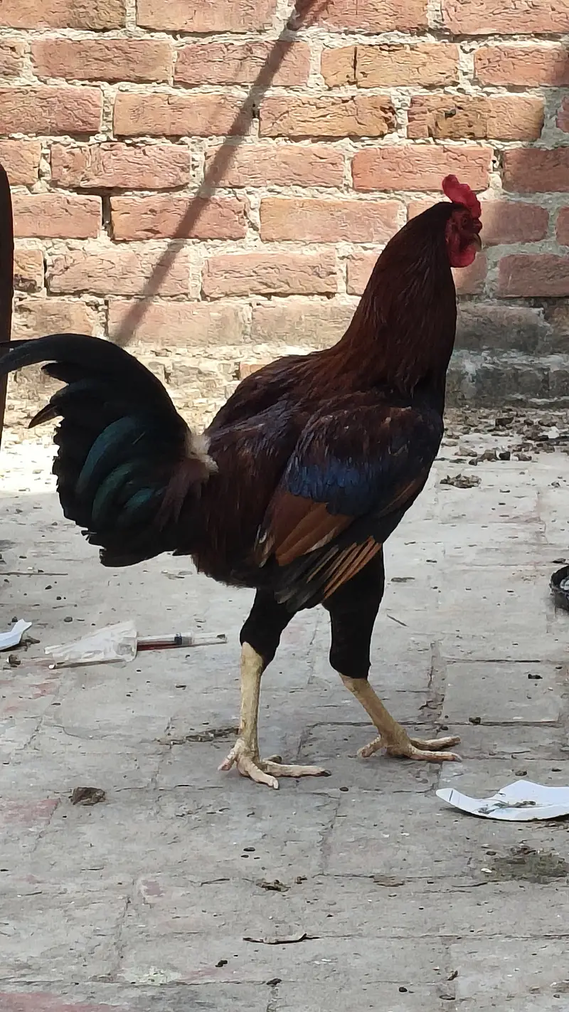 Aseel with hen — photo 7