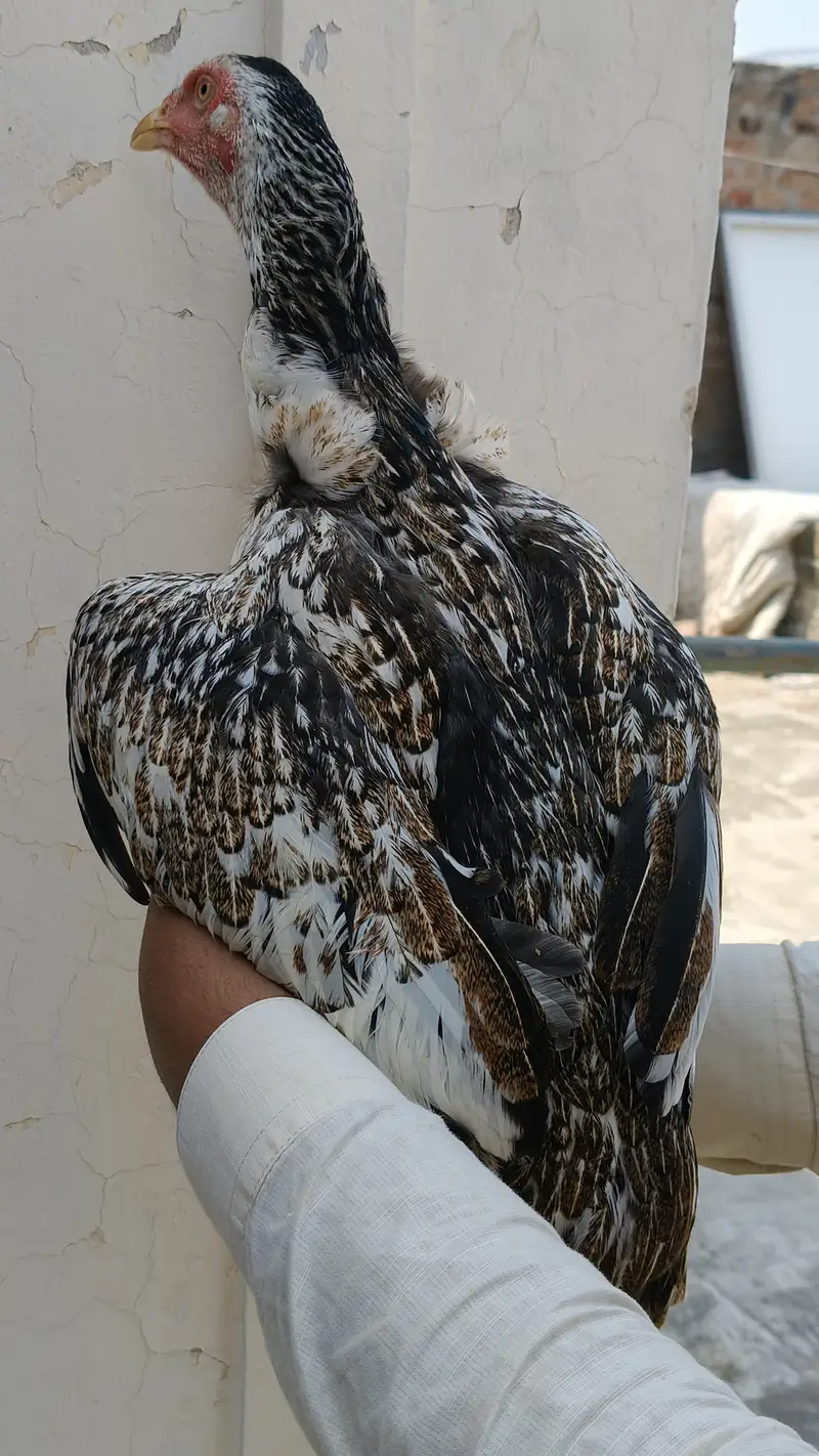 Aseel with hen — photo 9
