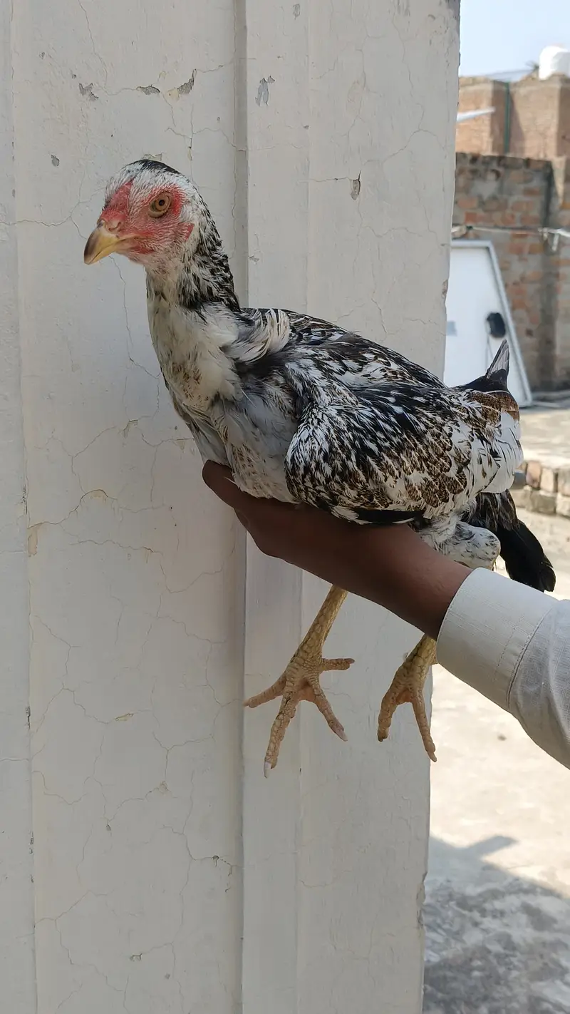 Aseel with hen — photo 10