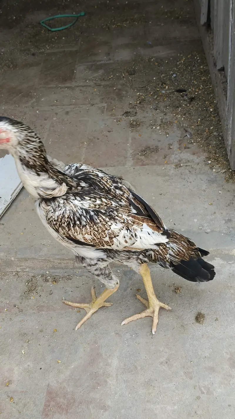 Aseel with hen — photo 11