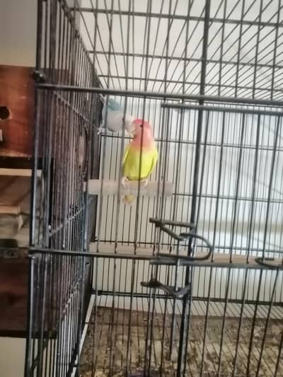 love Birds & cockatiels