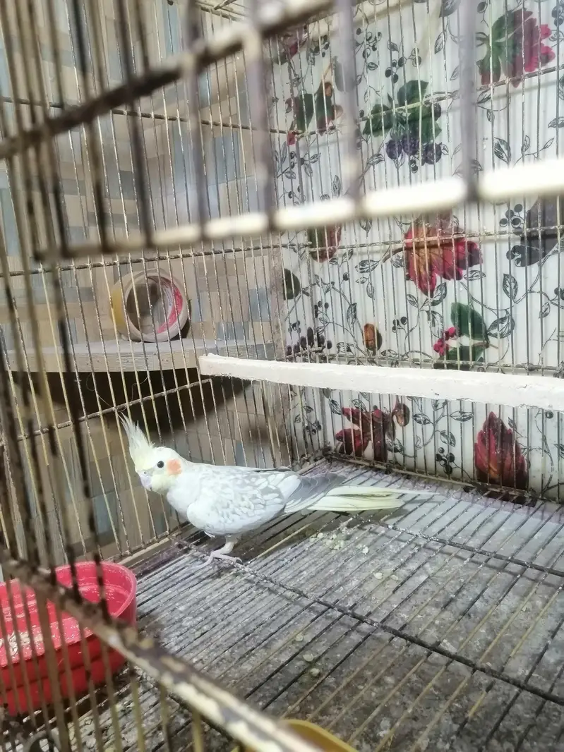 love Birds & cockatiels — photo 3