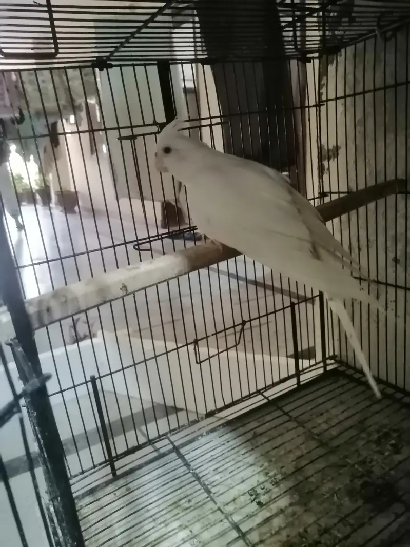 love Birds & cockatiels — photo 4