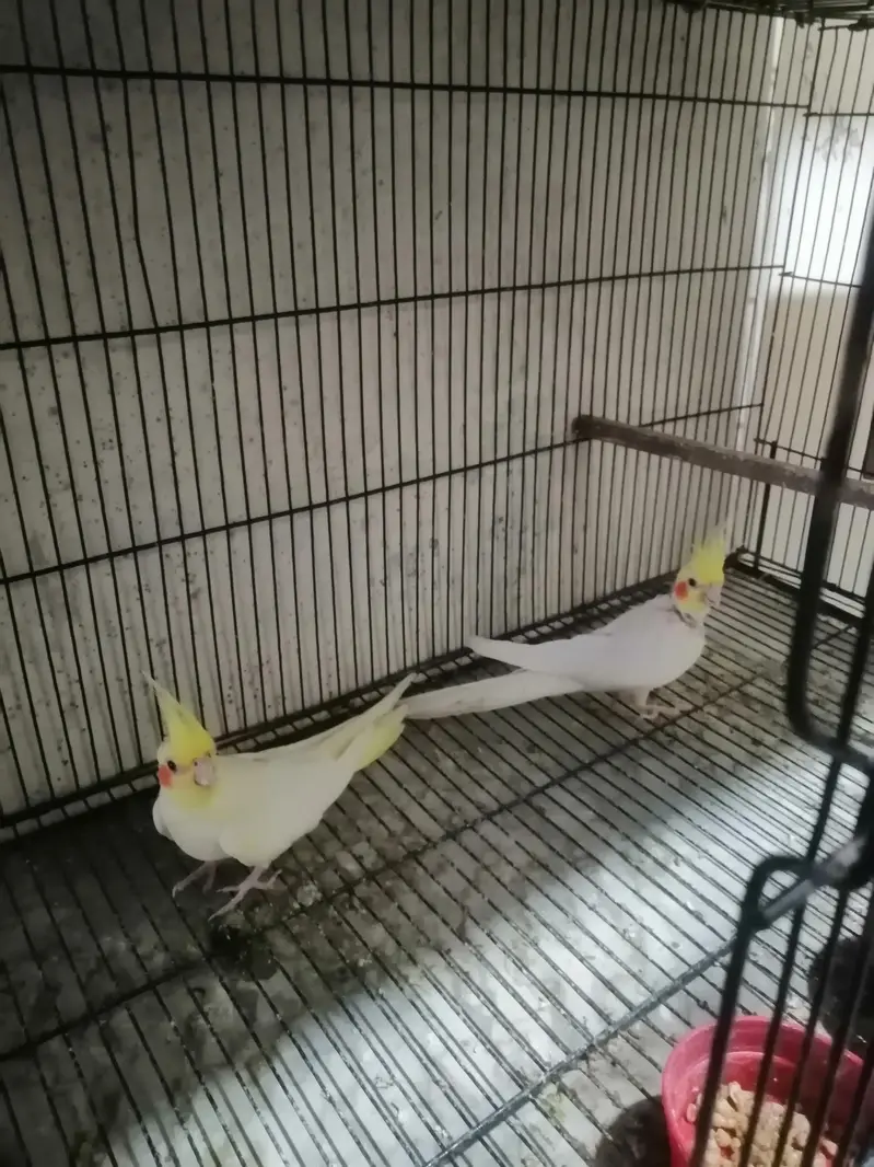 love Birds & cockatiels — photo 5