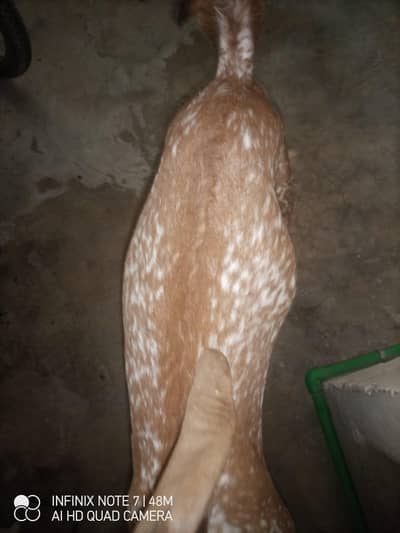 makhi cheeni, beetle, doodh wali bakri, goat milk