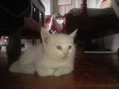 kitten