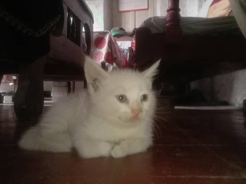 kitten 0