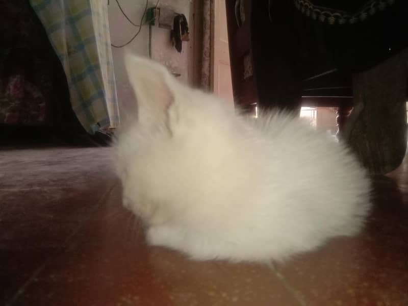 kitten 1