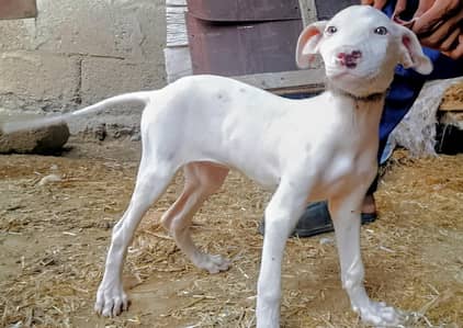 Pure Kohati Gutair pupie