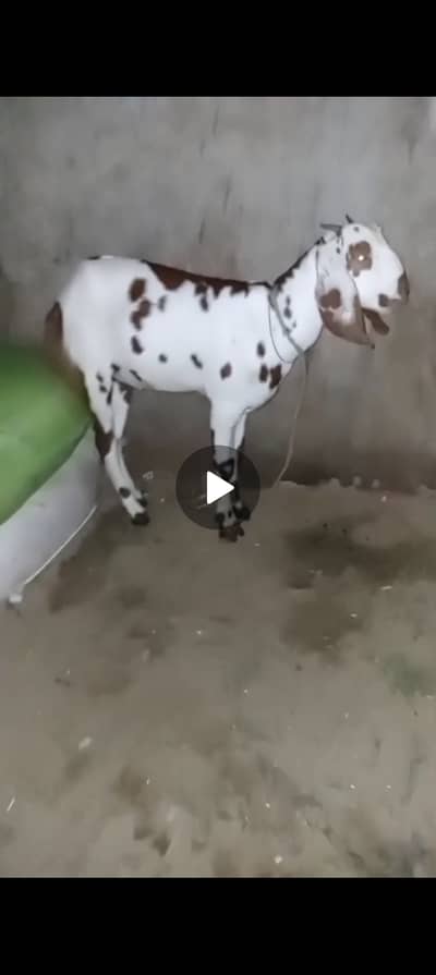 Pregnant Goats for sale