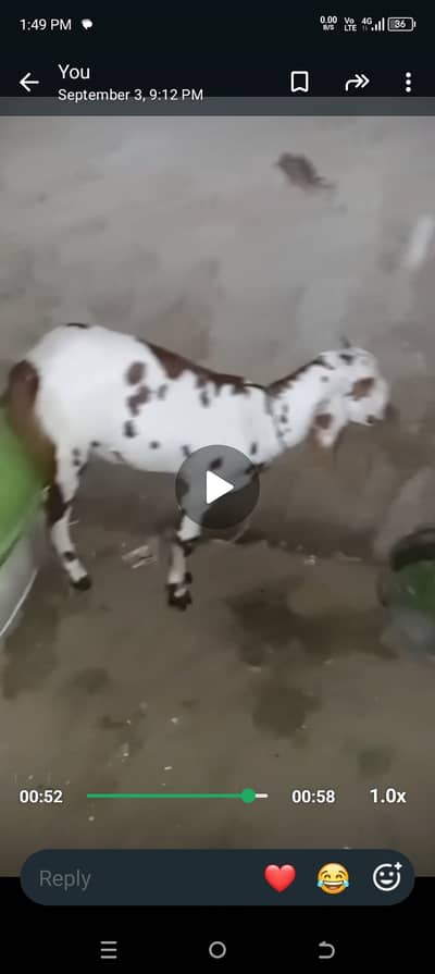 Pregnant Goats for sale