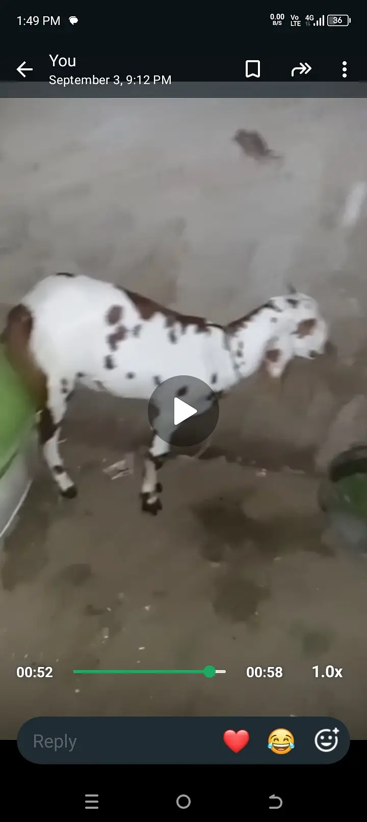 Pregnant Goats for sale — photo 2