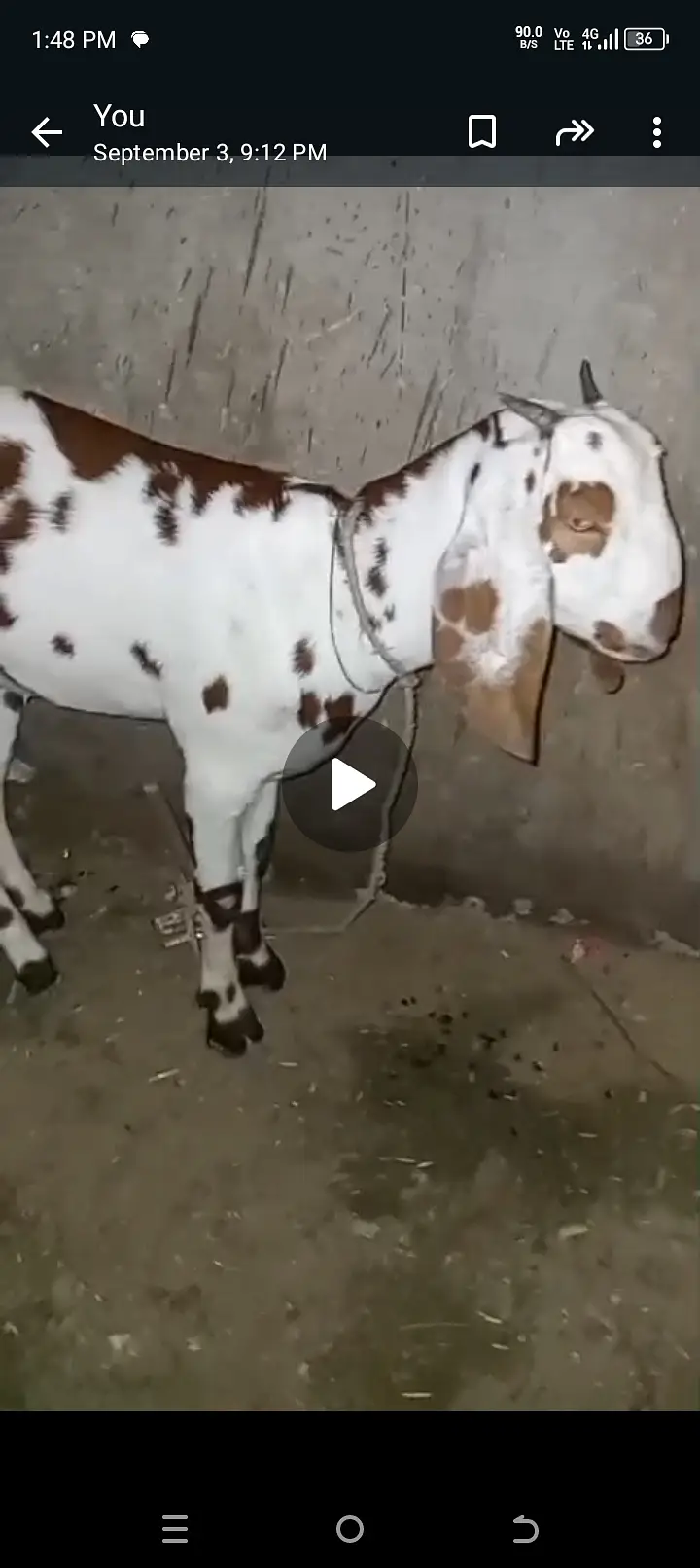 Pregnant Goats for sale — photo 3