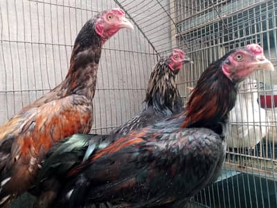 THREE PURE ASEEL PATHA HIGH QUALITY FOR SALE