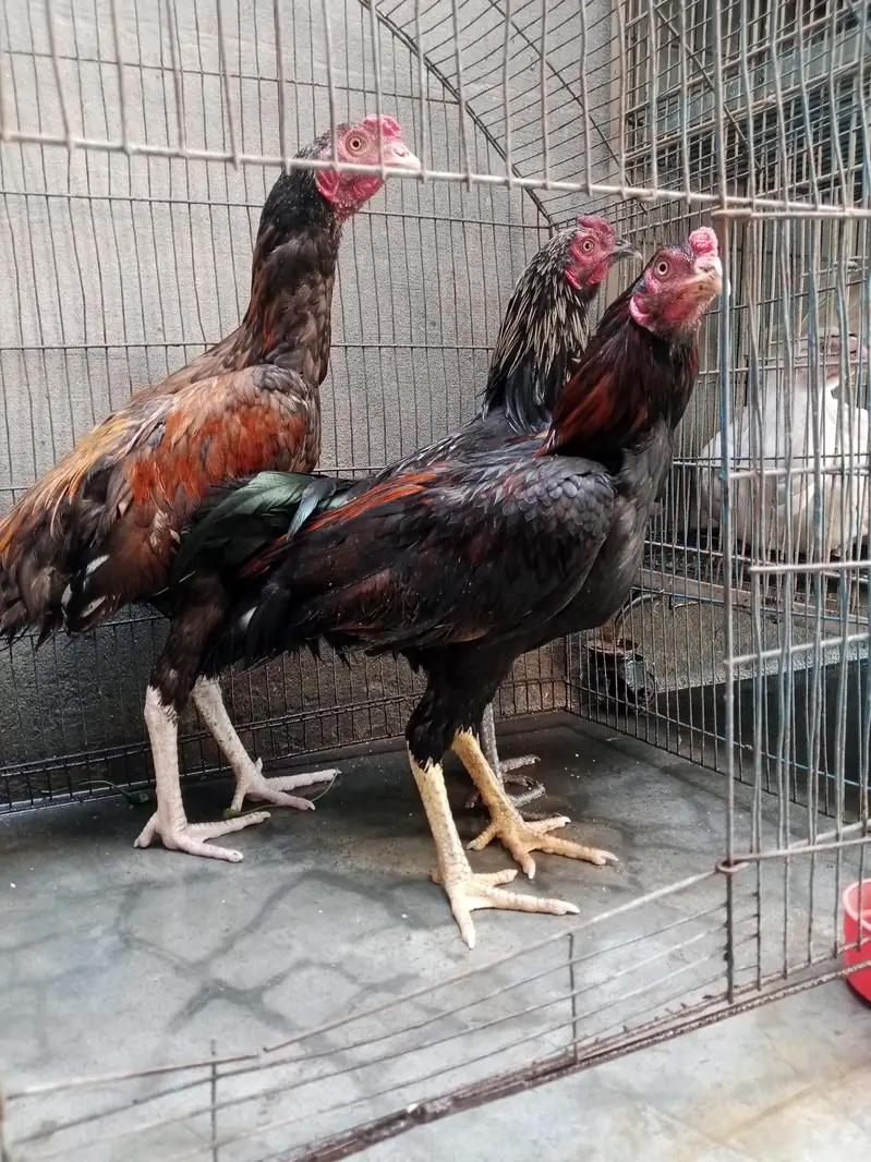 THREE PURE ASEEL PATHA HIGH QUALITY FOR SALE — photo 2