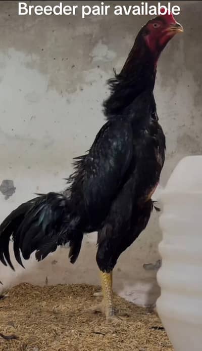 OShamo / Black Japanese OShamo / high quality/white shamo chicks/aseel