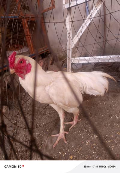 white heera Aseel mianwalii