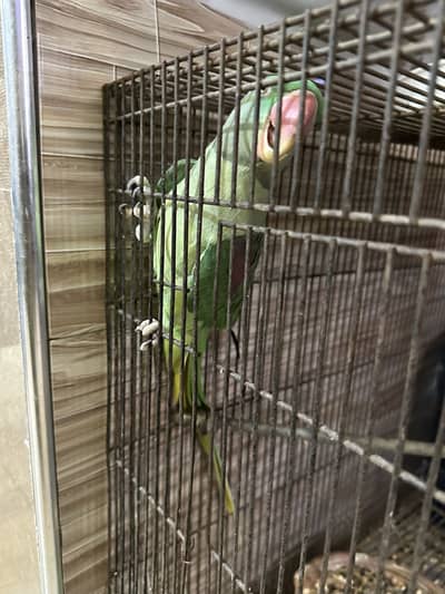 Raw parrot