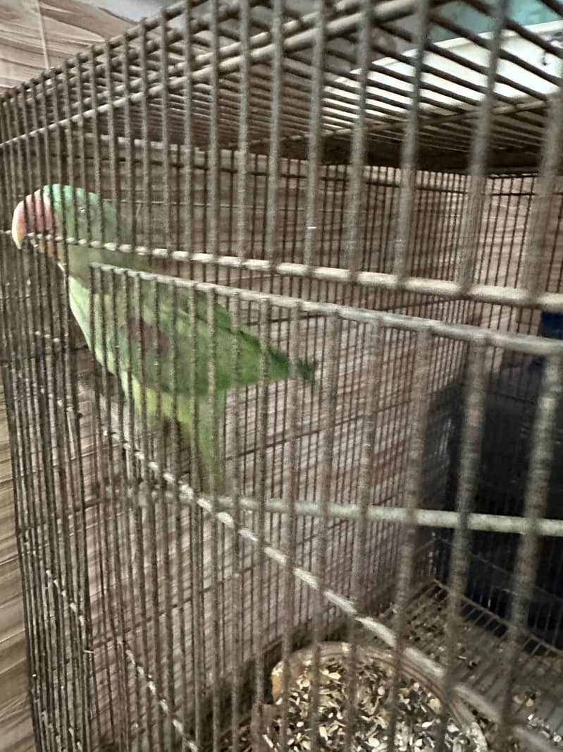 Raw parrot 1