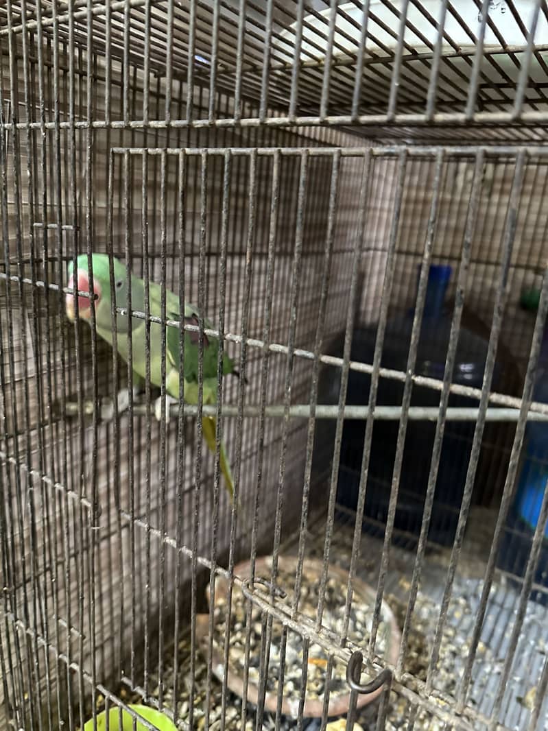 Raw parrot 2
