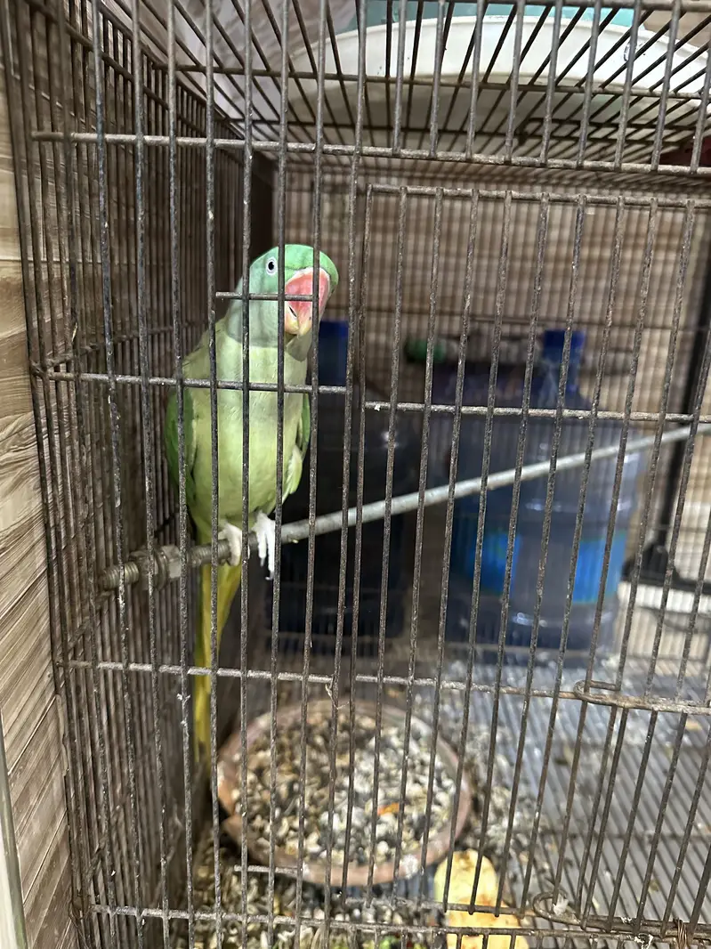 Raw parrot — photo 4