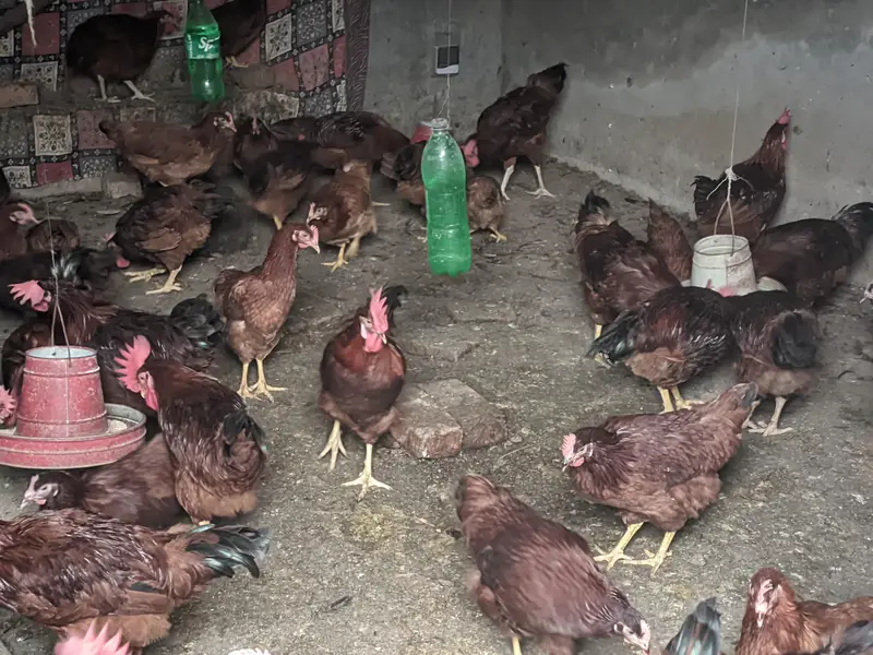 RIR breed :1 rooster & 5 hens are for sale — photo 2