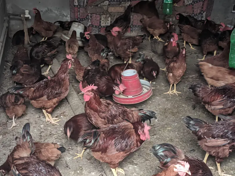 RIR breed :1 rooster & 5 hens are for sale — photo 3