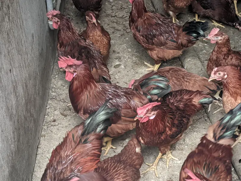 RIR breed :1 rooster & 5 hens are for sale — photo 4