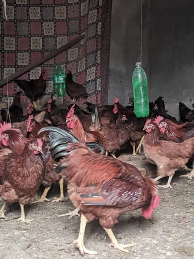 RIR breed :1 rooster & 5 hens are for sale