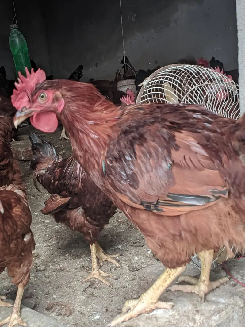 RIR breed :1 rooster & 5 hens are for sale — photo 5