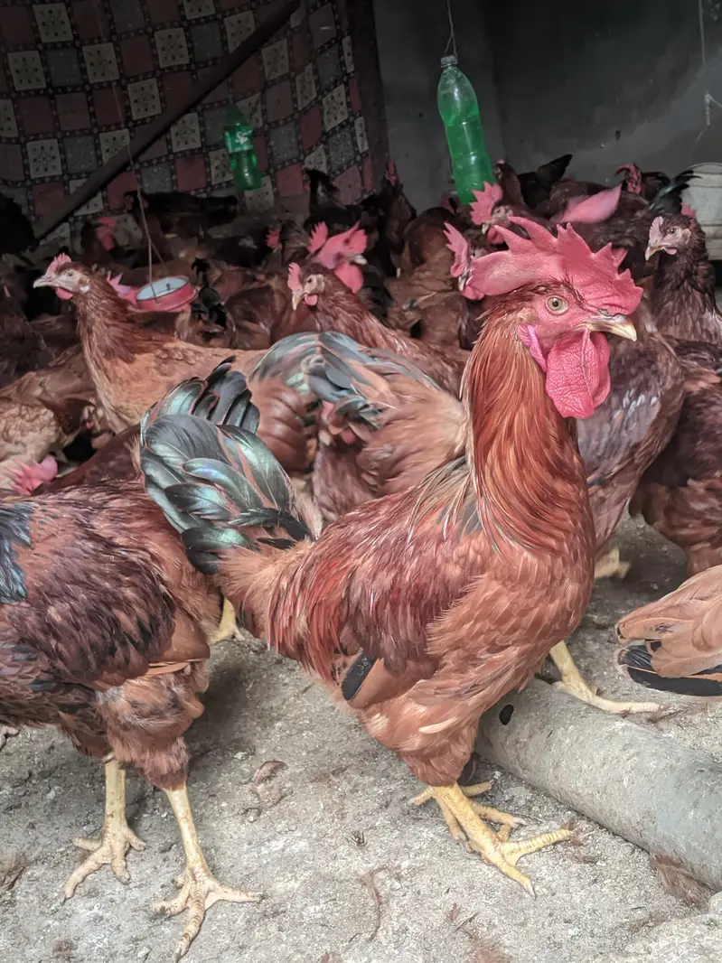 RIR breed :1 rooster & 5 hens are for sale — photo 6