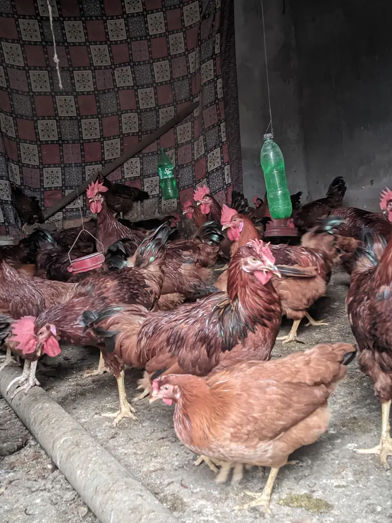 RIR breed :1 rooster & 5 hens are for sale — photo 7
