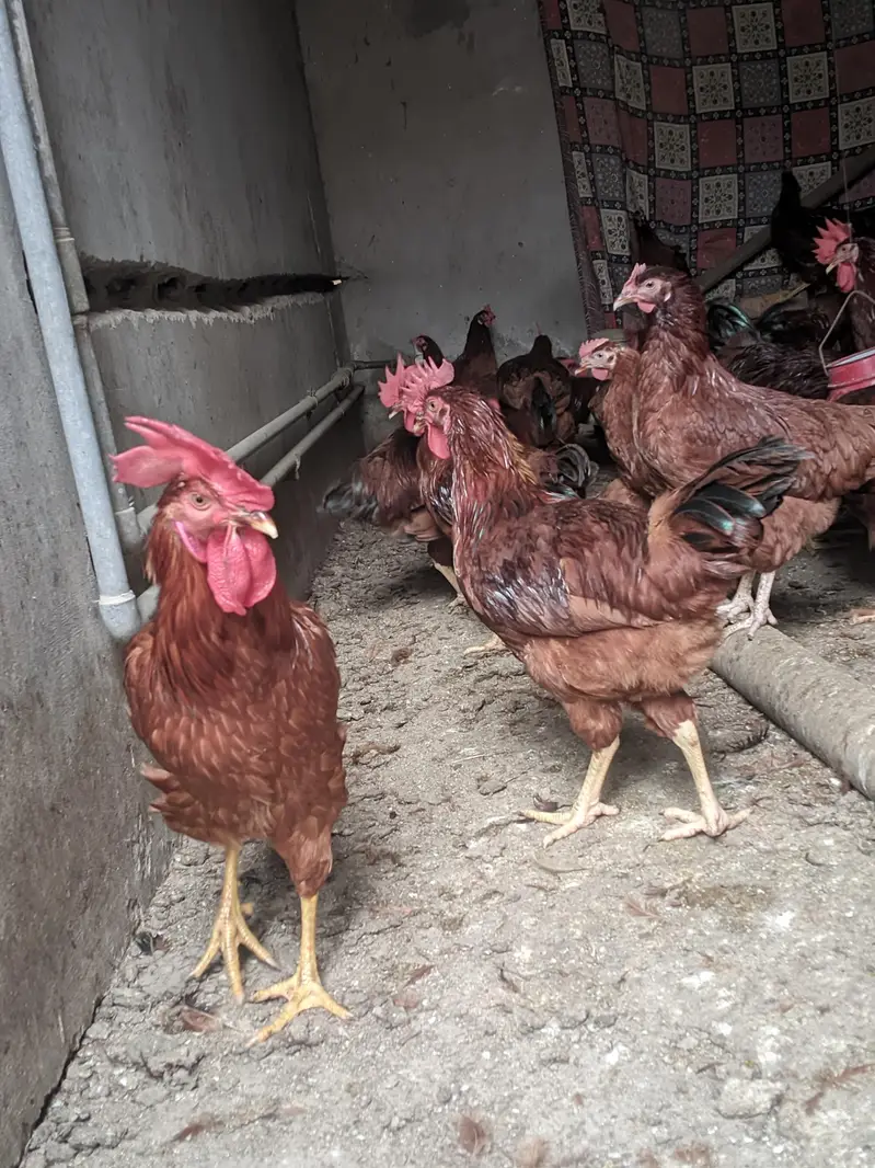 RIR breed :1 rooster & 5 hens are for sale — photo 8