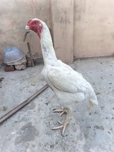 white o shamo female