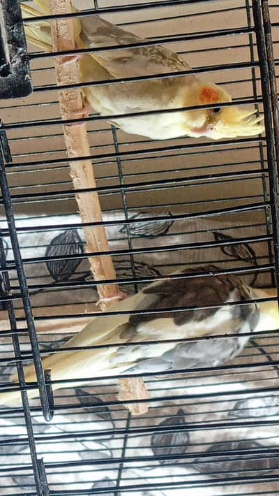 Cocktail Pair For sale