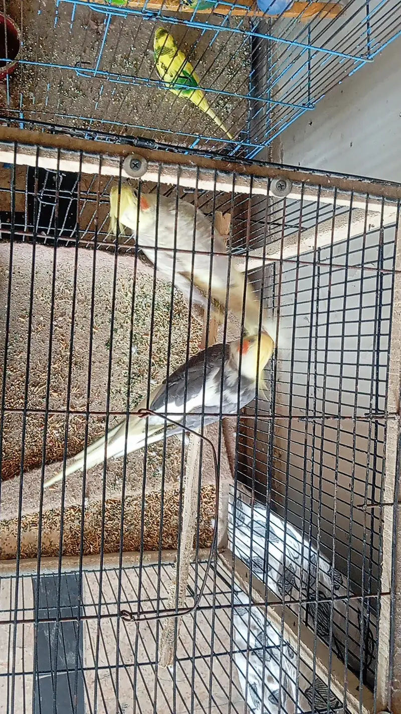 Cocktail Pair For sale — photo 2