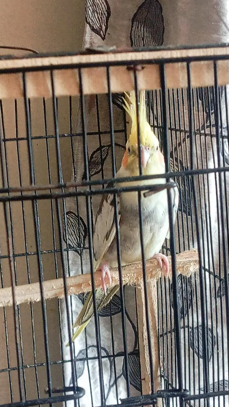 Cocktail Pair For sale — photo 4