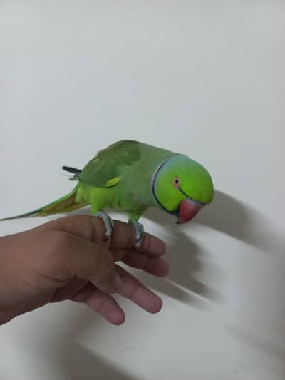 Talking hand tamed