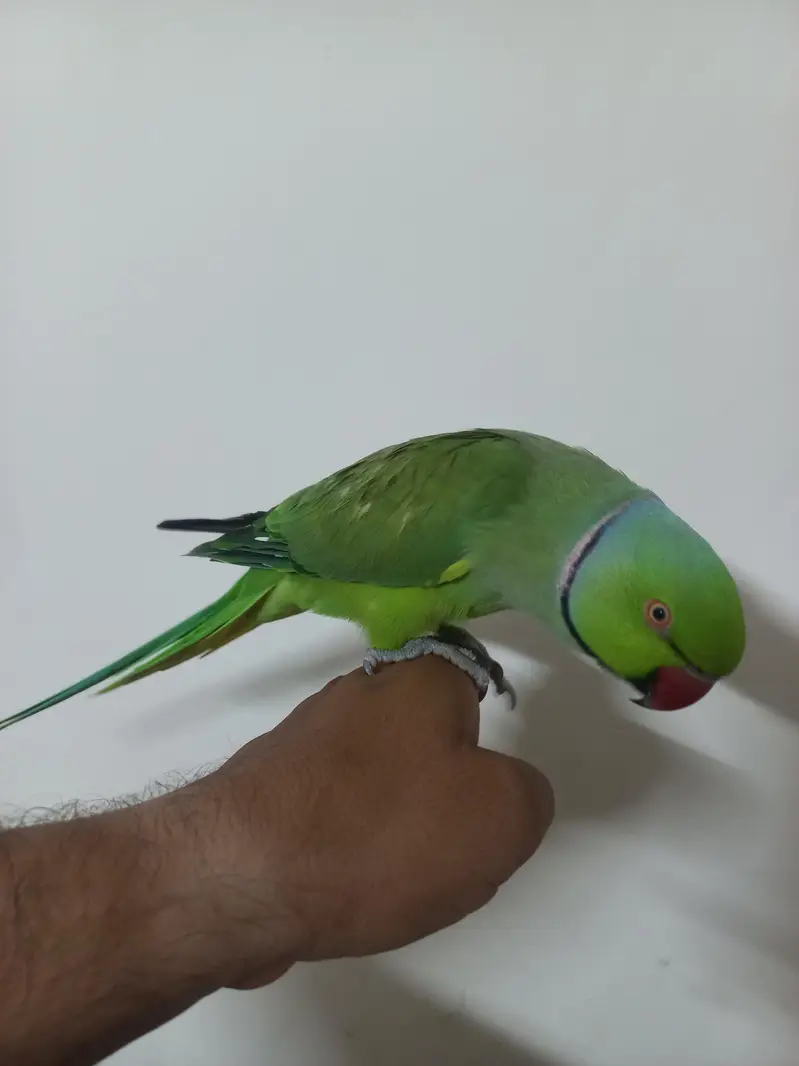 Talking hand tamed — photo 2