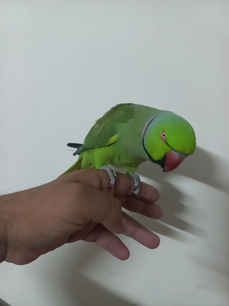 Talking hand tamed — photo 3