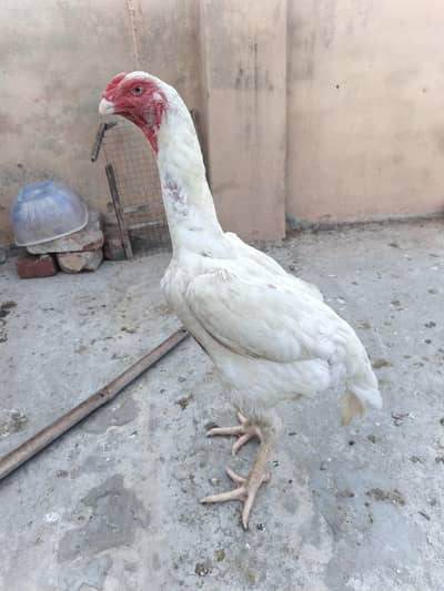 White o shamo female
