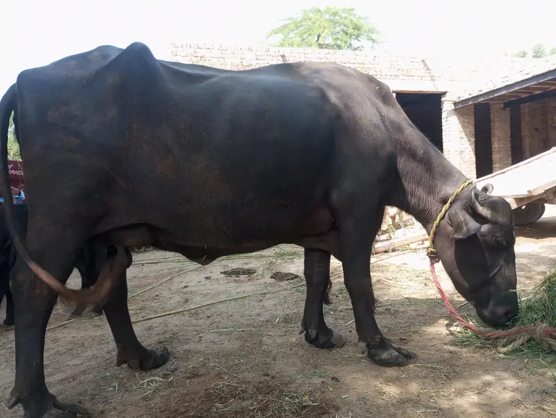 Bhance for sale urajant sale peson ki urjant zarorat hy — photo 2
