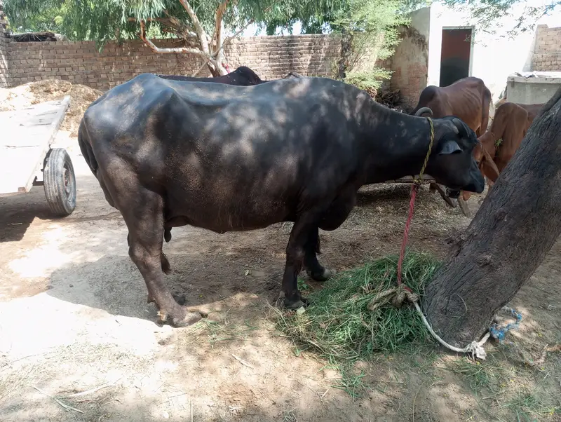 Bhance for sale urajant sale peson ki urjant zarorat hy — photo 3